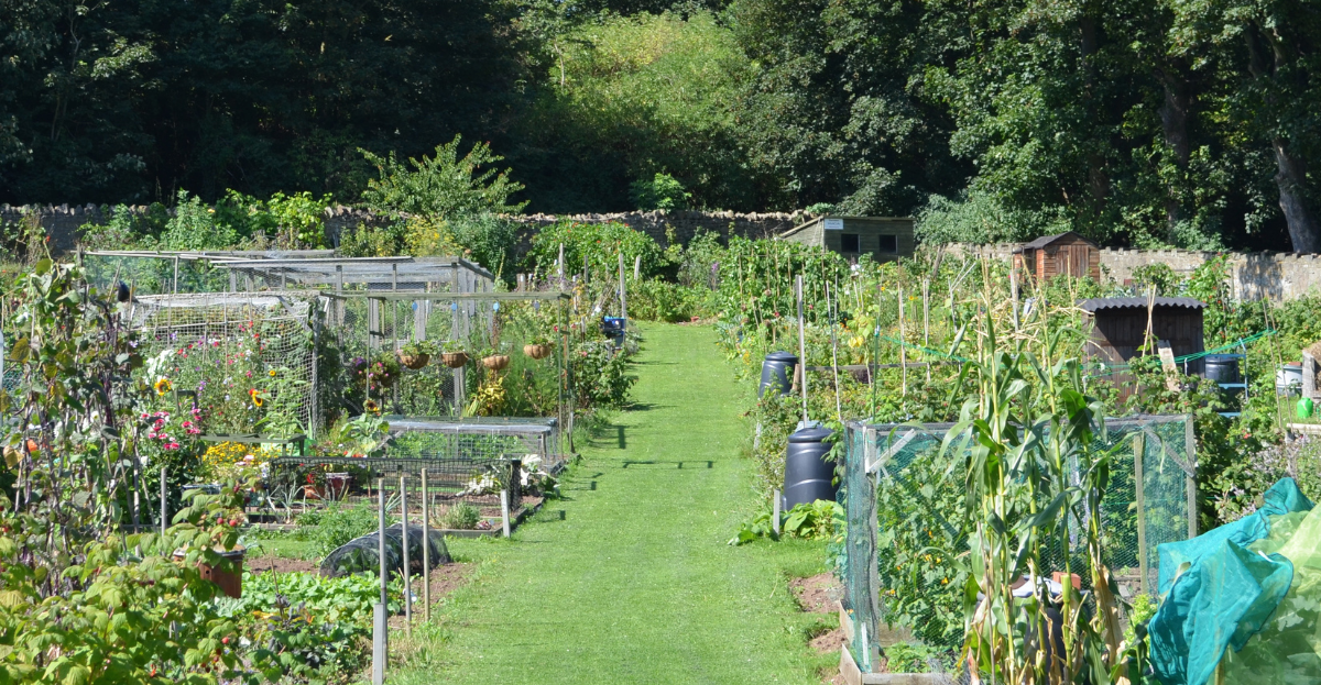 Summer Allotment